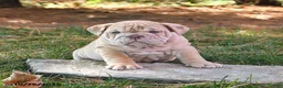 English Bulldog dogs for sale: Flash - Ad 3