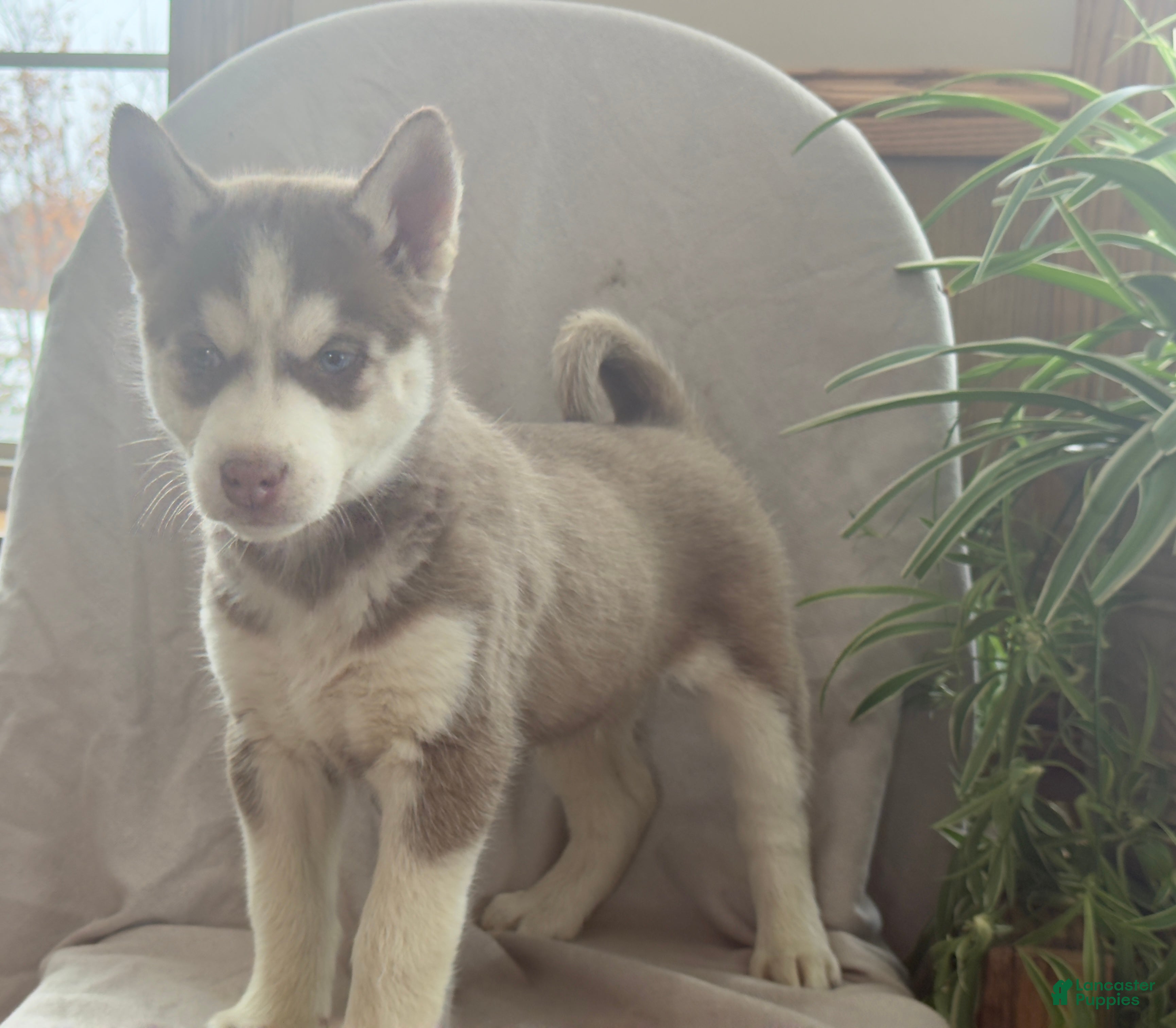 Siberian Husky dogs Ledger - Ad 13