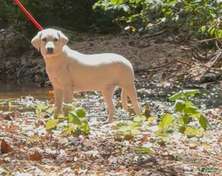 Labrador Retriever dogs for sale: Labrador Retriever Jackie - Ad 6
