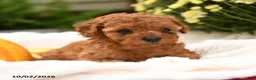 Toy Poodle dogs for sale: Curly  - Ad 3