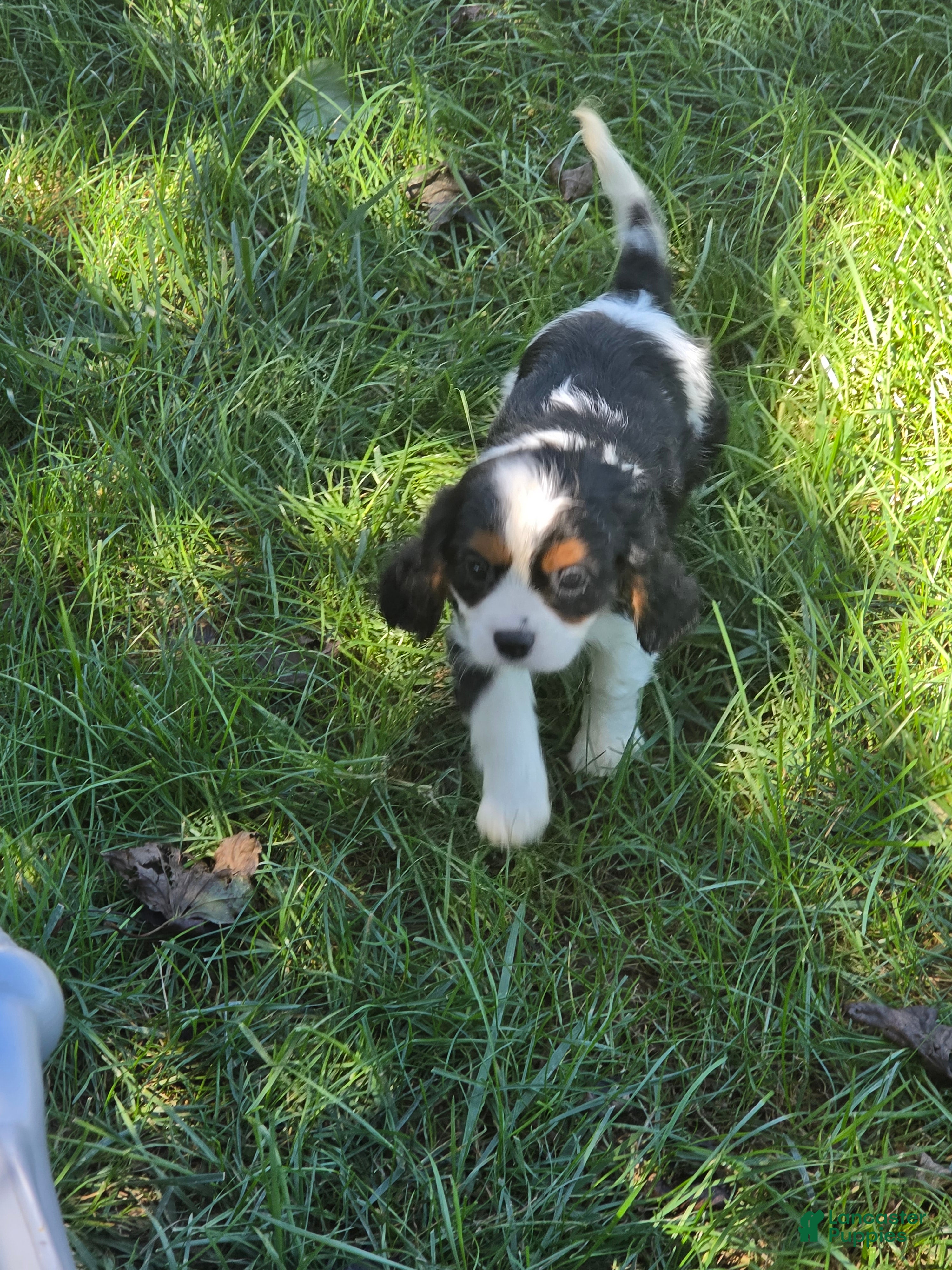 Cavalier King Charles Spaniel dogs Tucker - Ad 2