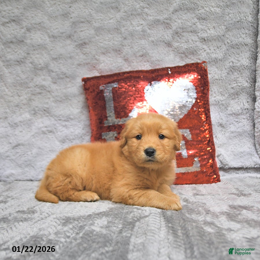 Golden Retriever dogs Link - Ad 39