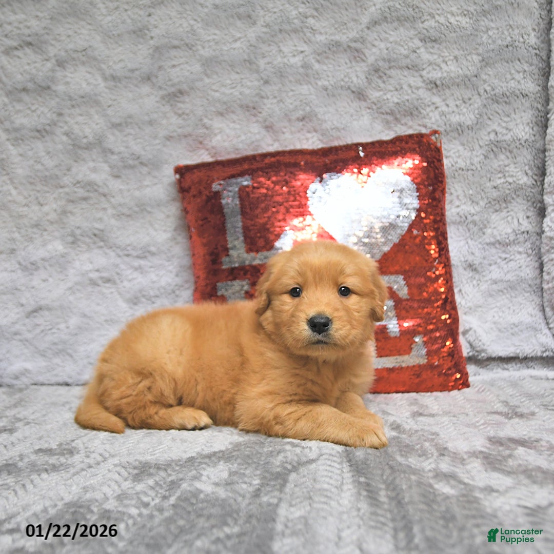 Golden Retriever dogs for sale: Link - Ad 1