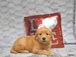 Golden Retriever dogs Link - Ad 5