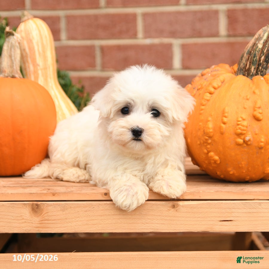 Maltipoo dogs Fancy - Ad 2