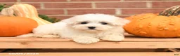 Maltipoo dogs for sale: Fancy - Ad 2