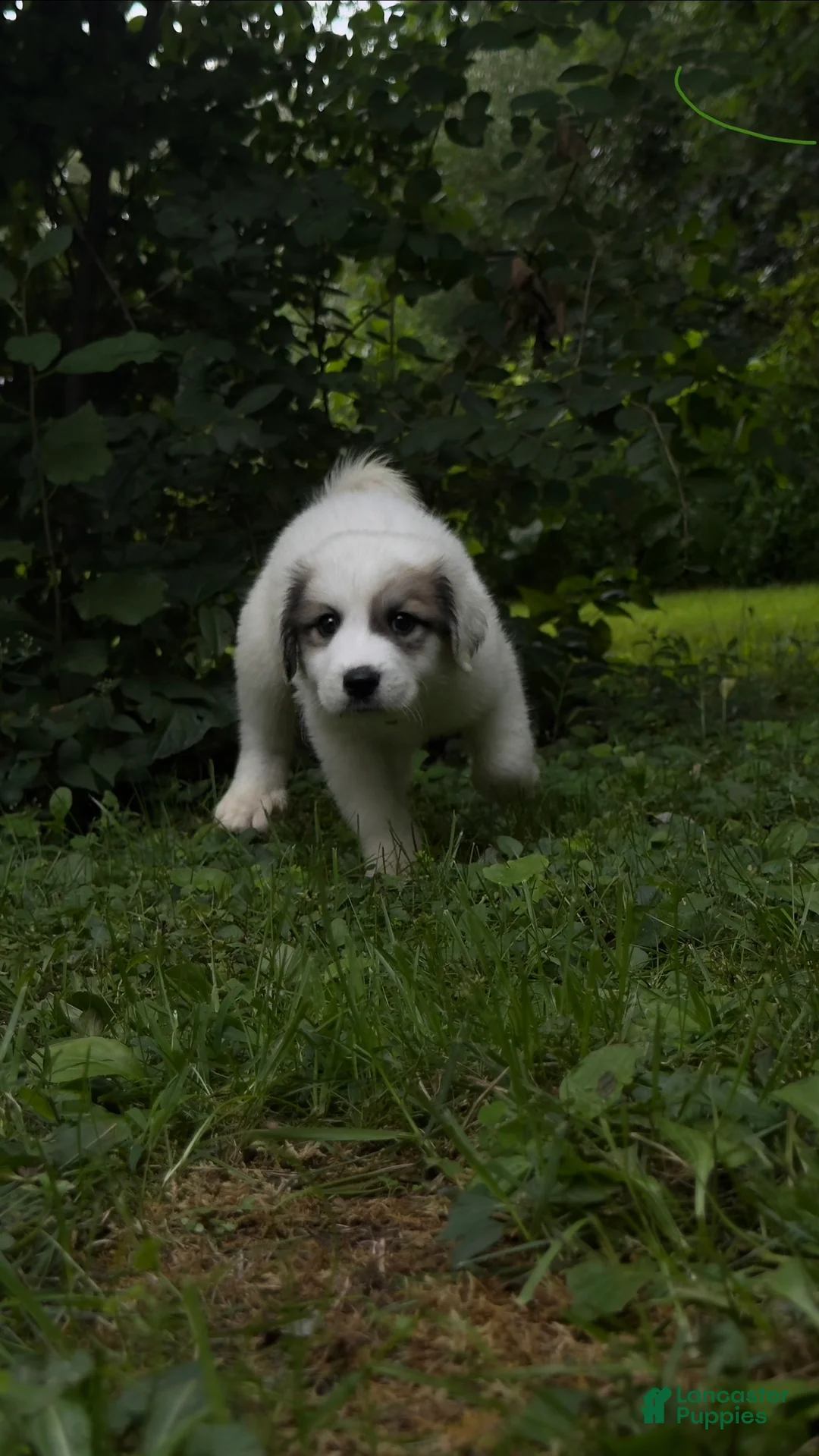 Great Pyrenees dogs for sale: Great Pyrenees pup - Ad 16