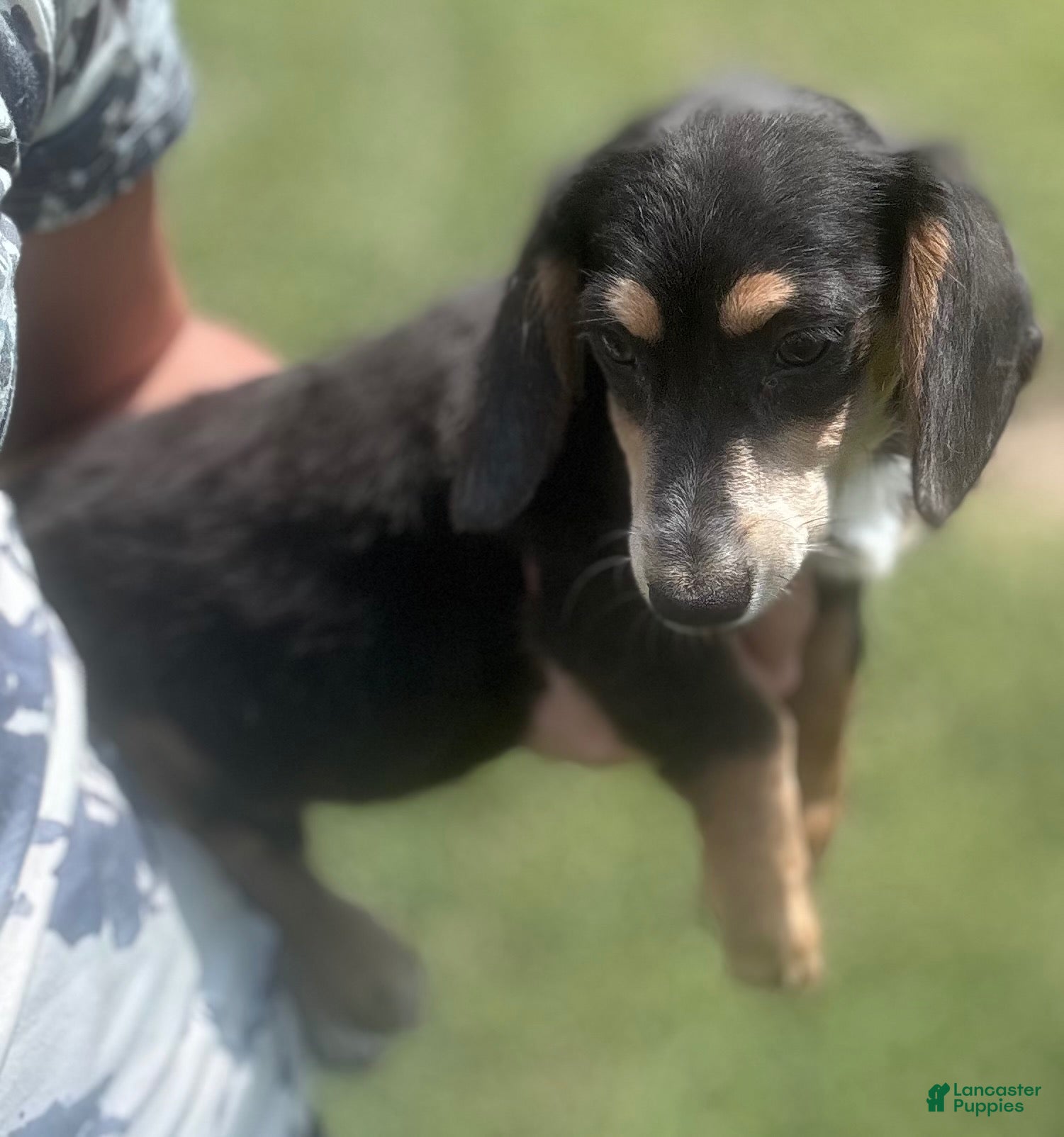 Miniature Dachshund dogs for sale: Miniature Dachshund 1 - Ad 2