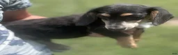 Miniature Dachshund dogs for sale: Miniature Dachshund 1 - Ad 1