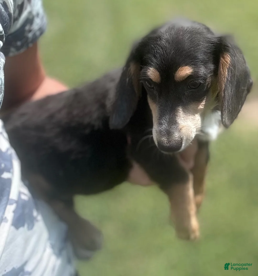 Miniature Dachshund dogs for sale: Miniature Dachshund 1 - Ad 1
