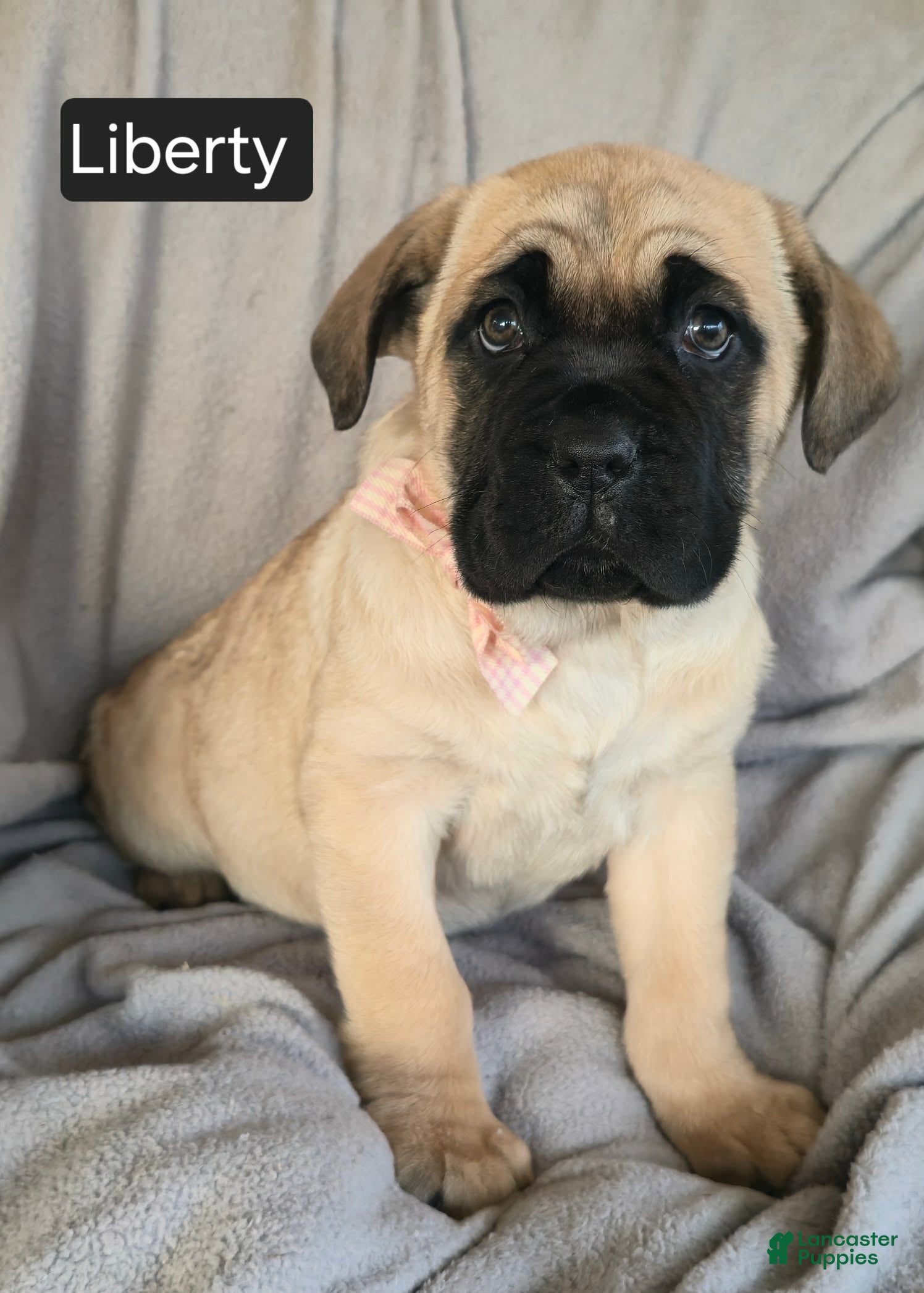 Cane Corso dogs Liberty  - Ad 5