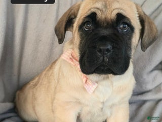 Cane Corso dogs Liberty - Ad 5