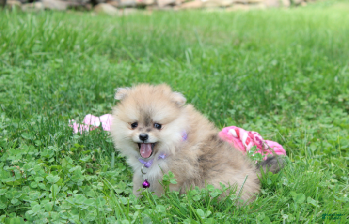 Pomeranian dogs Honey  - Ad 2