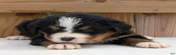 Bernese Mountain Dog dogs for sale: Clara - Ad 4