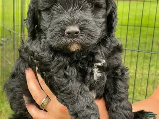 Miniature Poodle dogs for sale: Jack - Ad 1