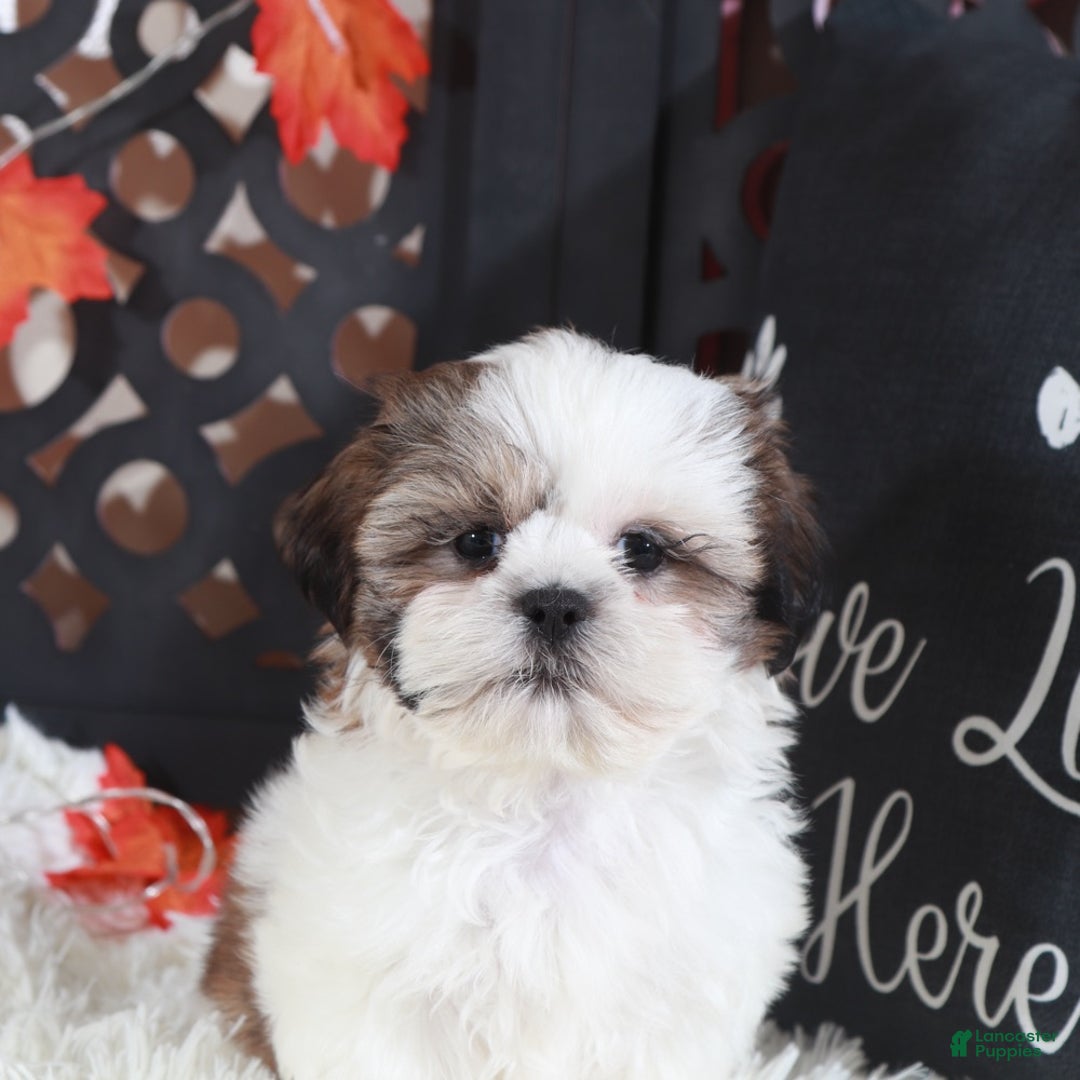 Shih Tzu dogs for sale: Pumpkin - Ad 3