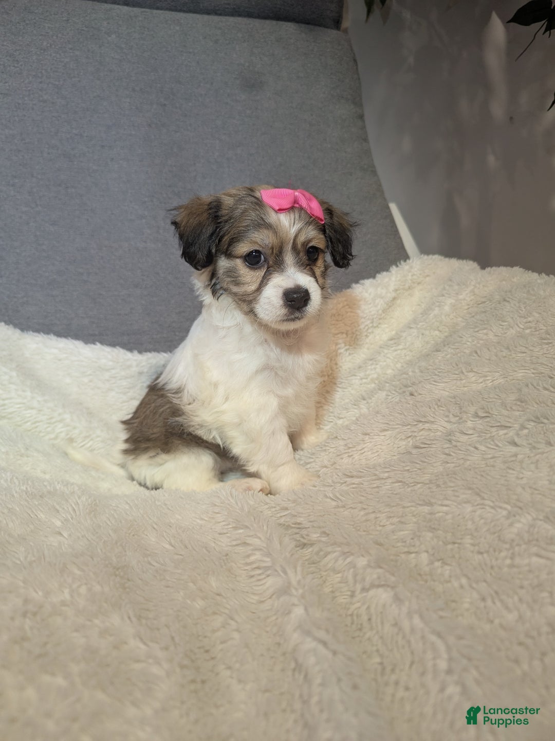 Havanese dogs for sale: Pebbles (short haired) - Ad 2