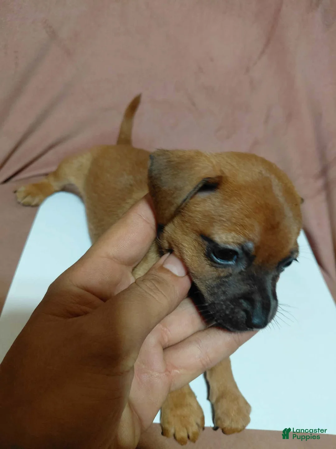 Chihuahua dogs for sale: 💙MiniChihuahua💙 - Ad 2
