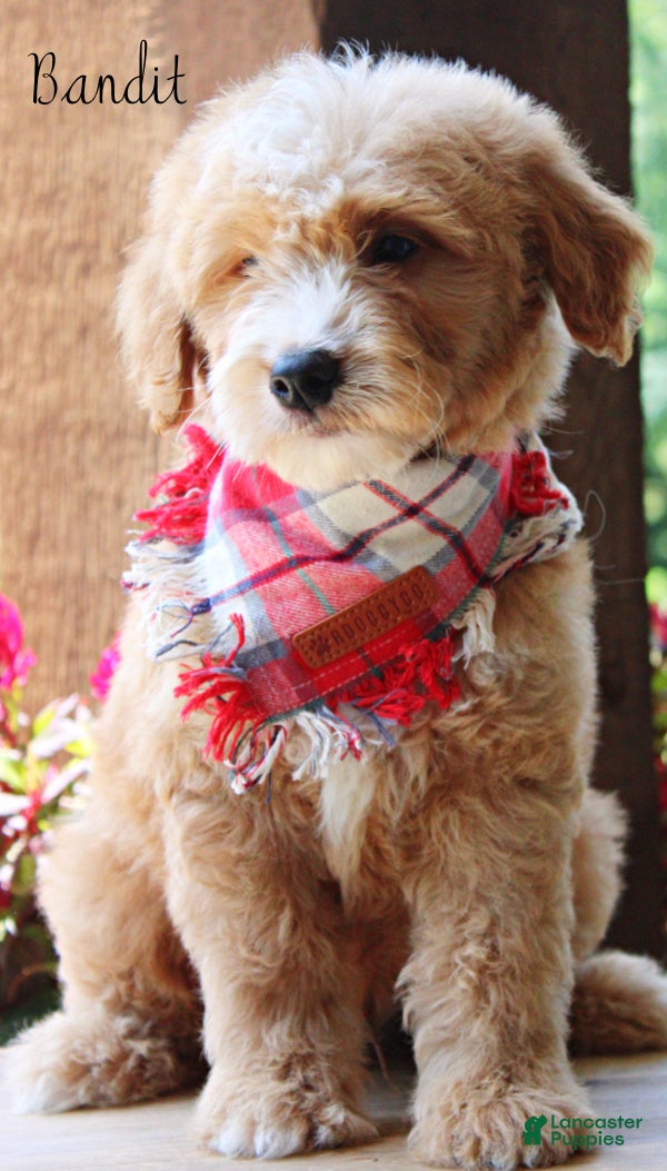 Mini Goldendoodle dogs Bandit Medium Goldendoodle Boy  - Ad 1
