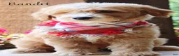 Mini Goldendoodle dogs for sale: Bandit Medium Goldendoodle Boy  - Ad 1