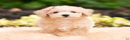 Maltipoo dogs for sale: Novelle - Ad 2
