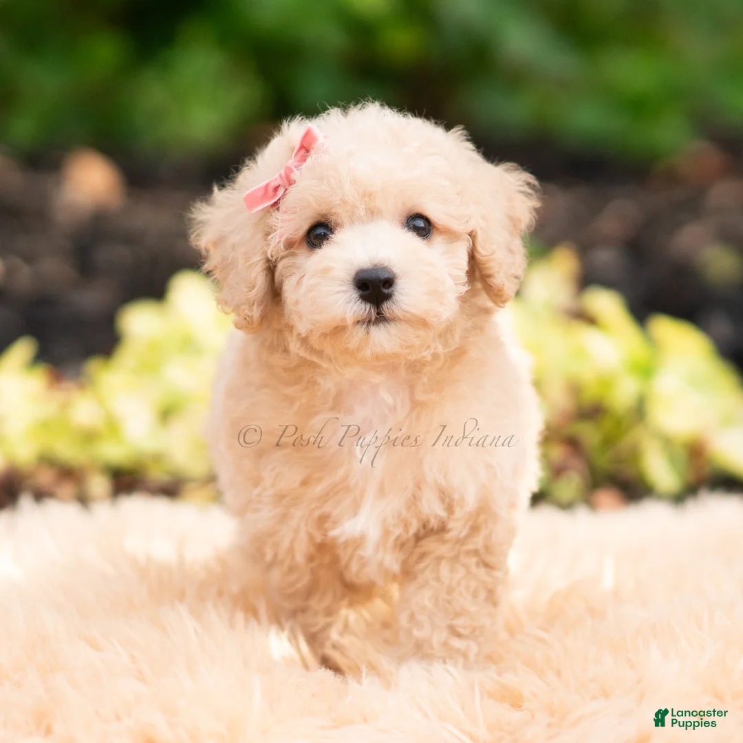 Maltipoo dogs for sale: Novelle - Ad 2