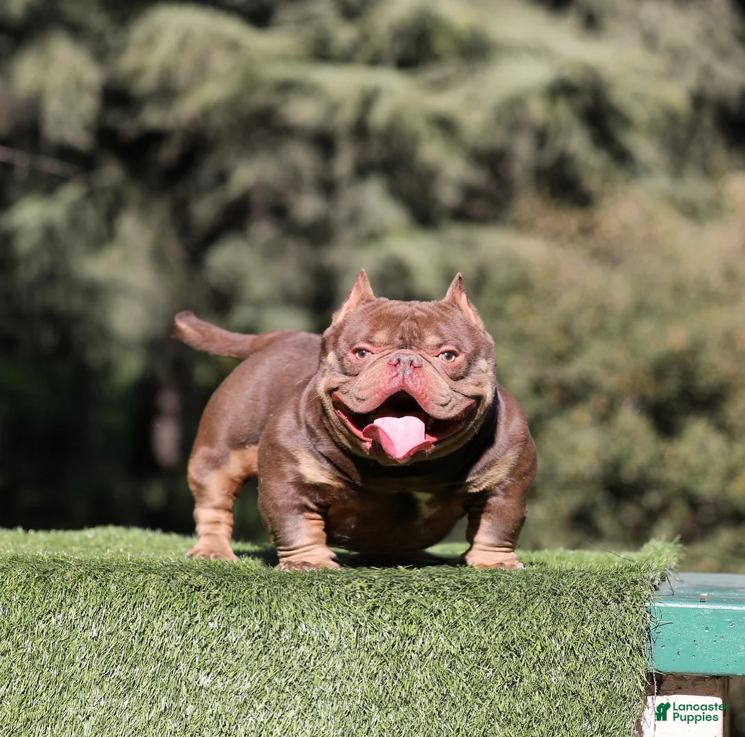 American Bully dogs for sale: American Bully Puppy 1 - Ad 3