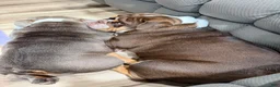 English Bulldog dogs for sale: English Bulldog 1 - Ad 2