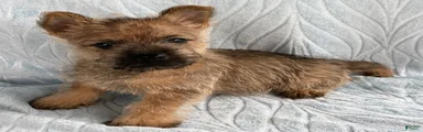Cairn Terrier Puppy 1 Dylan