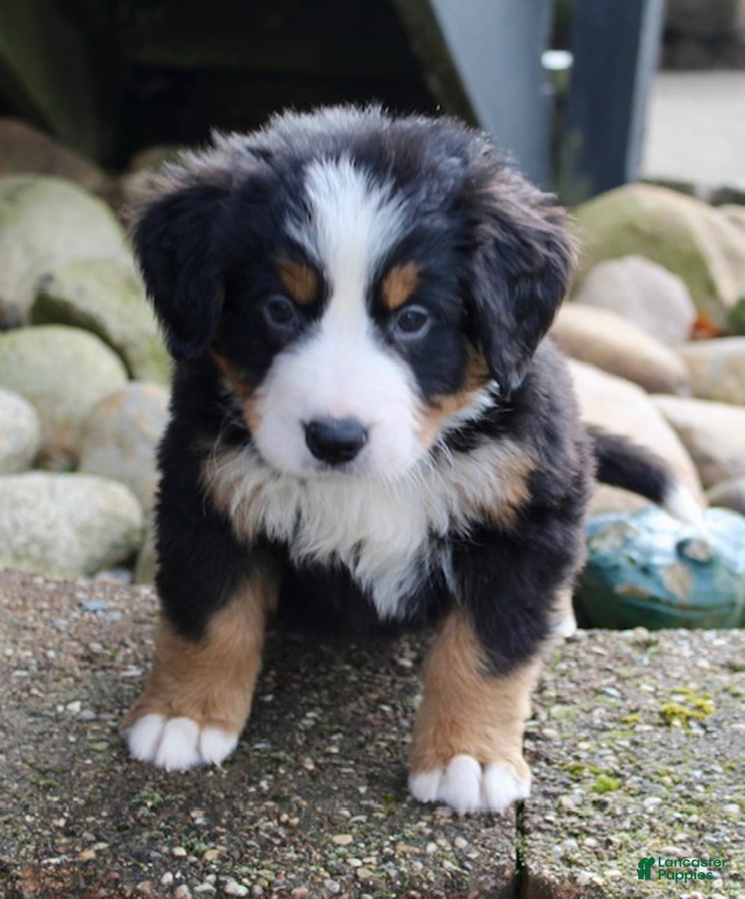 Bernese Mountain Dog dogs for sale: Leo - Ad 3