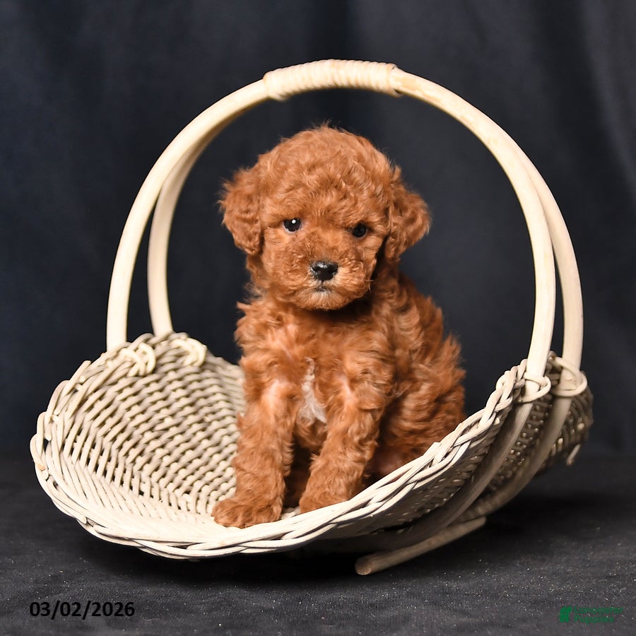 Toy Poodle dogs Tiny Spice - Ad 2