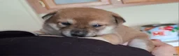 Shiba Inu dogs for sale: Shiba Inu Puppy 5 - Ad 2