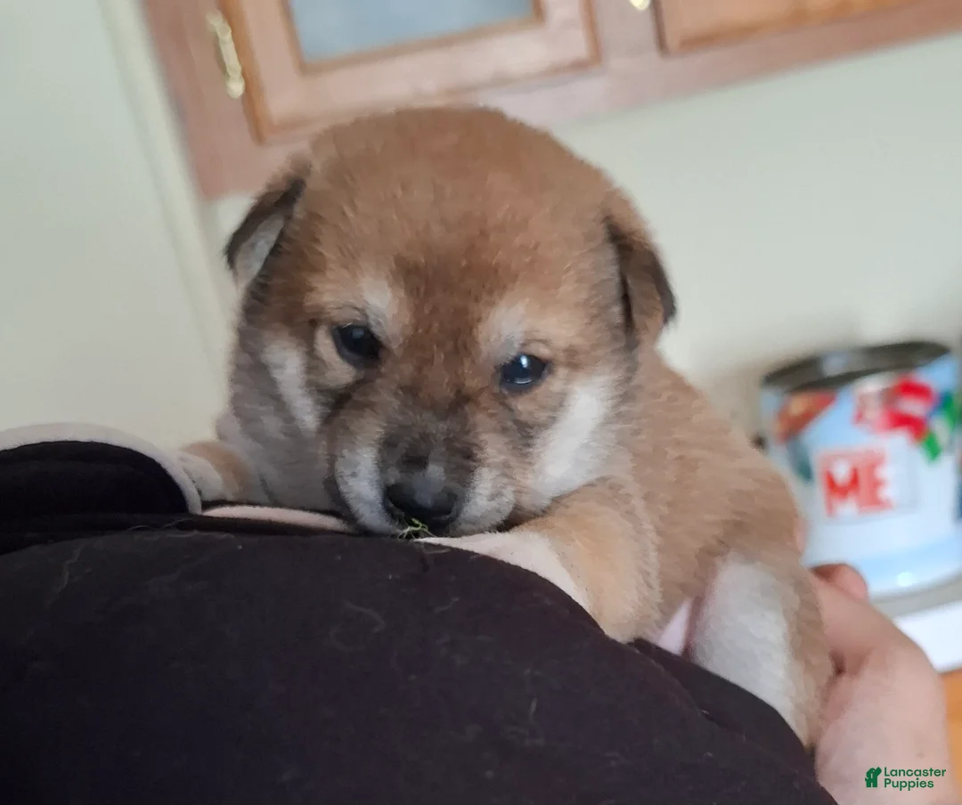 Shiba Inu dogs for sale: Shiba Inu Puppy 5 - Ad 2
