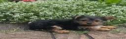 Yorkshire Terrier dogs for sale: Yamilla - Ad 3