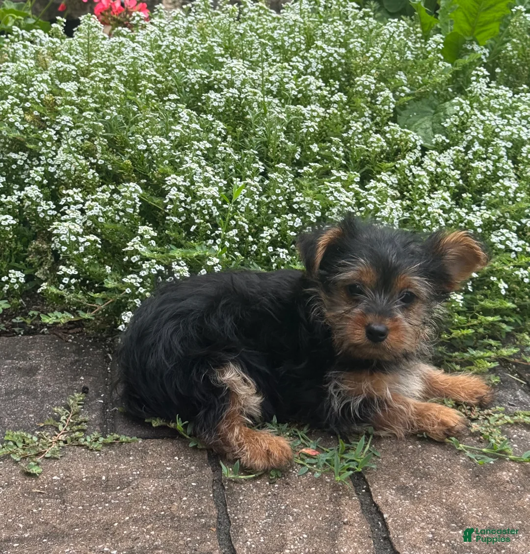 Yorkshire Terrier dogs for sale: Yamilla - Ad 3
