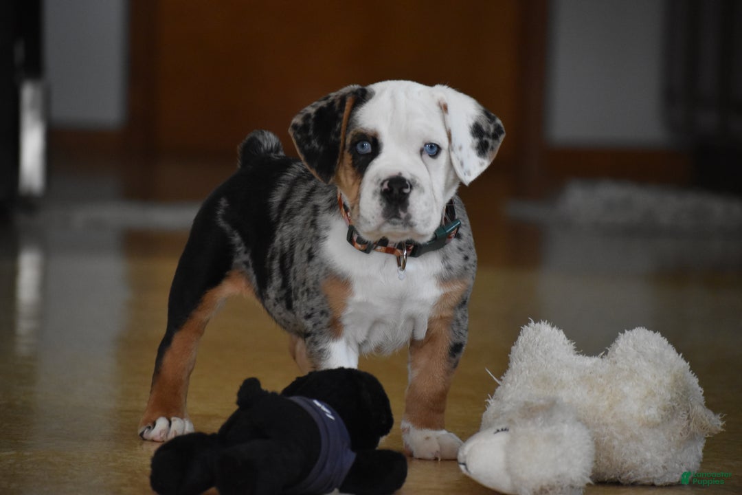 Mixed Breed dogs for sale: Cobalt - Ad 1