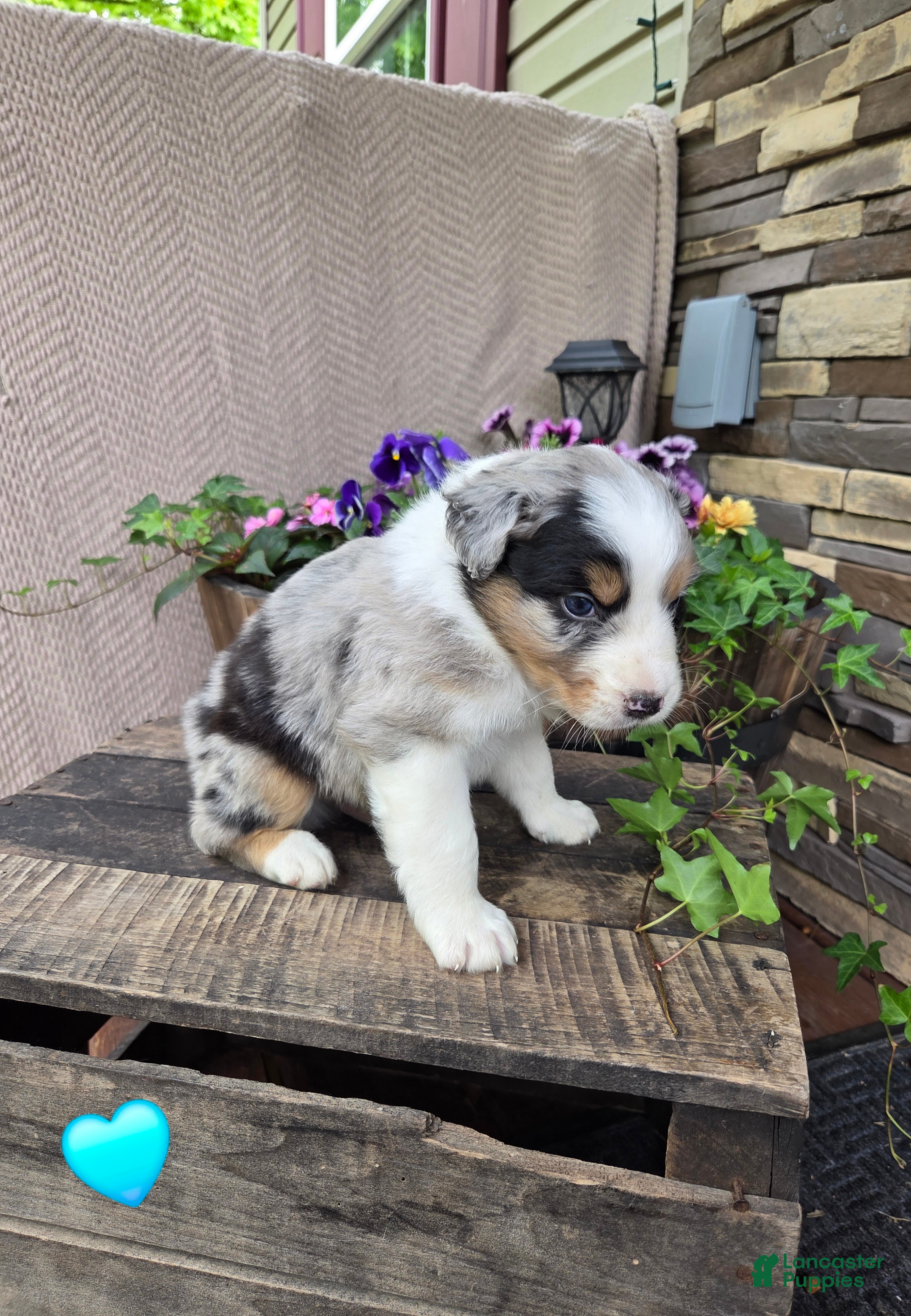 Australian Shepherd dogs Randal - Ad 1