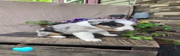 Australian Shepherd dogs for sale: Randal - Ad 1
