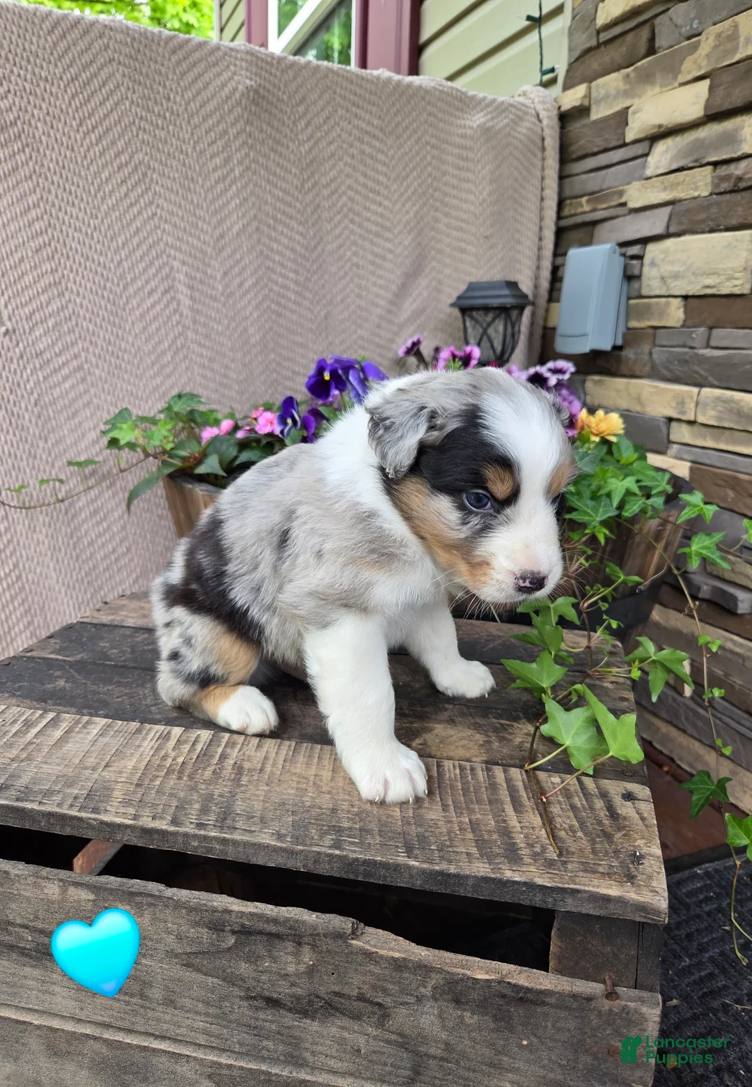 Australian Shepherd dogs for sale: Randal - Ad 1