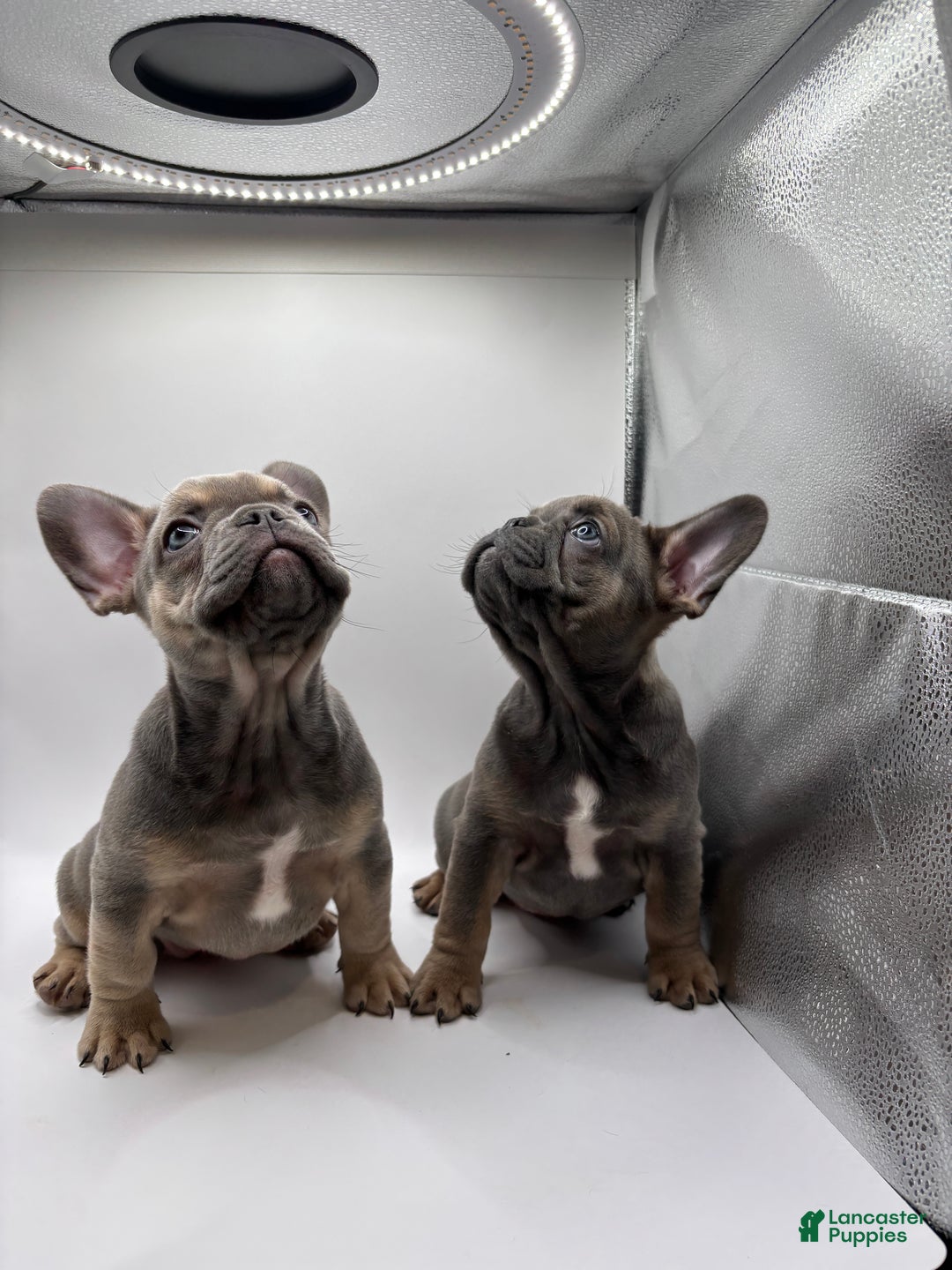French Bulldog dogs for sale: French Bulldog Puppy 3 - Ad 4