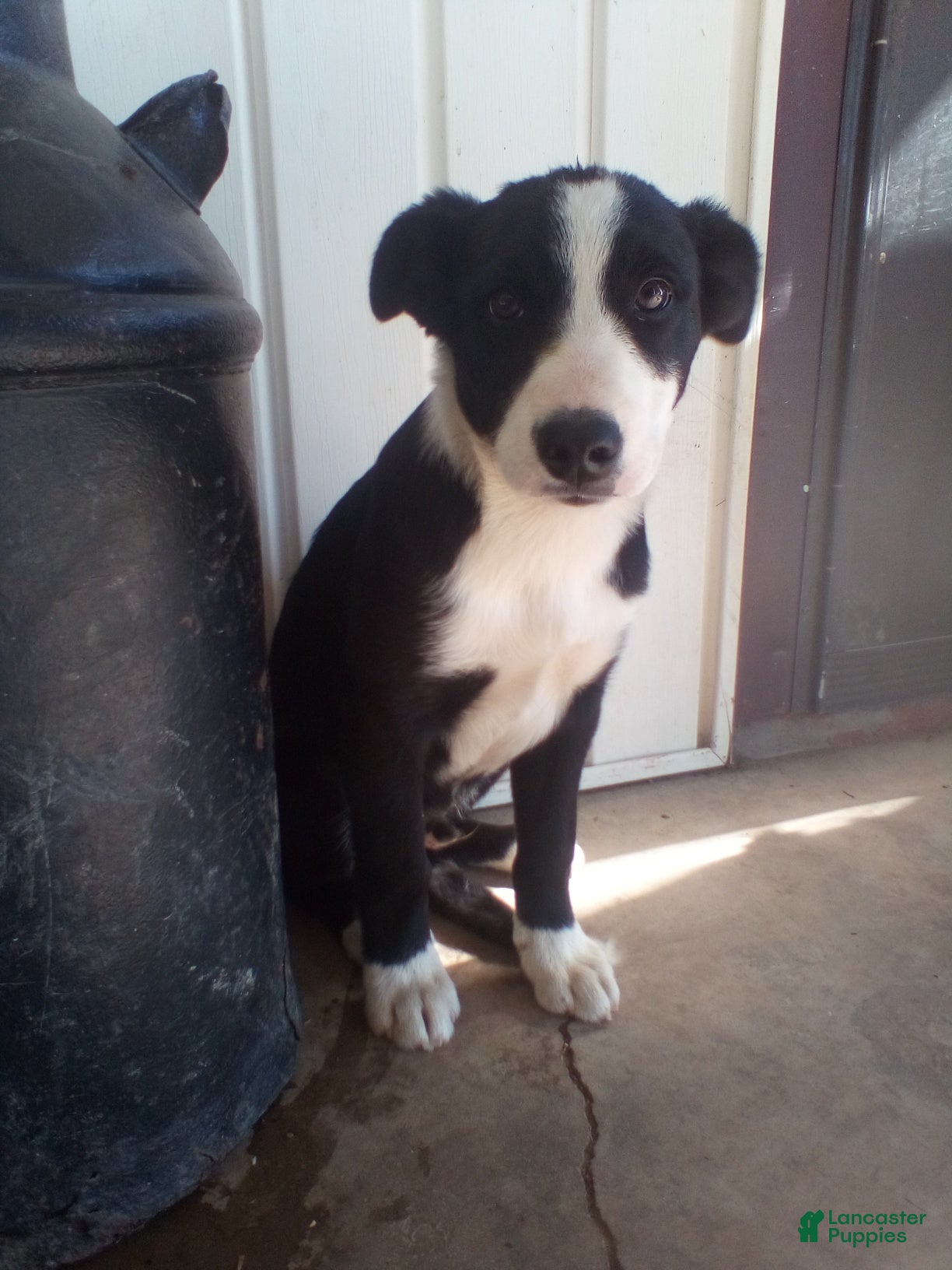 Mixed Breed dogs Claude - Ad 2