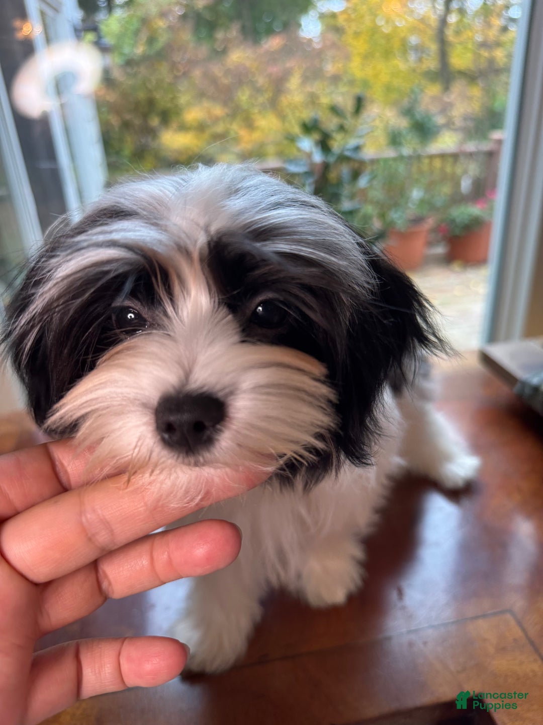 Morkie dogs for sale: Michael  - Ad 5