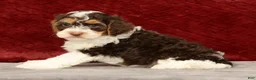 Cavapoo dogs for sale: Wyatt - Ad 5