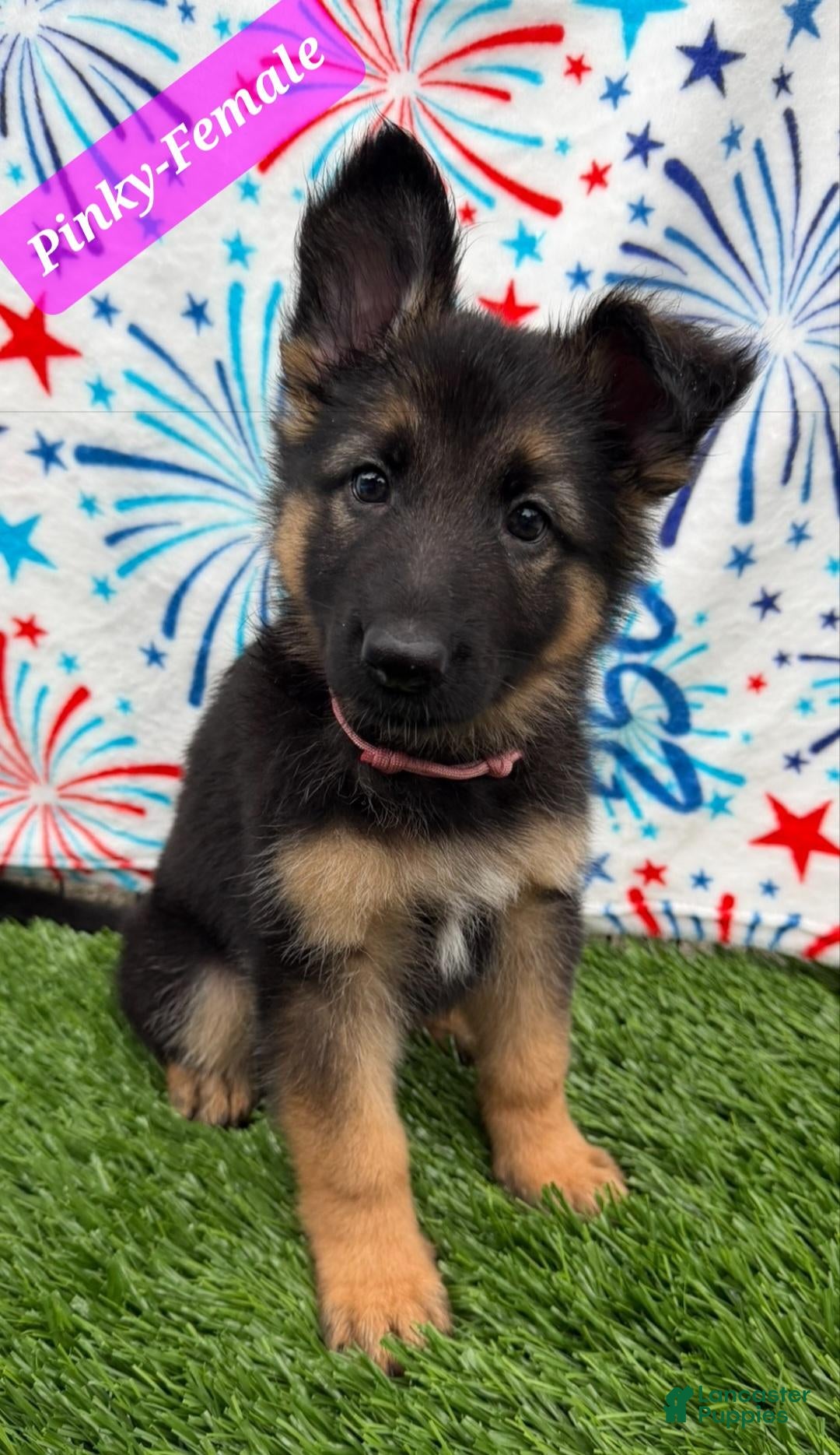 German Shepherd dogs Pinky - Ad 33