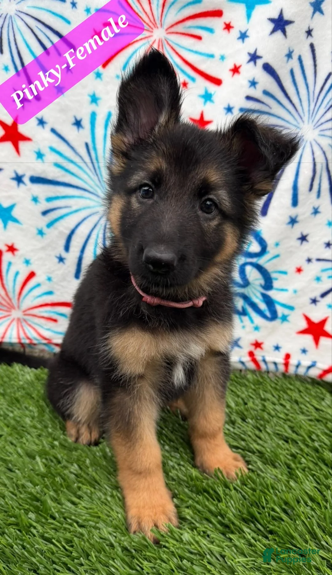 German Shepherd dogs for sale: Pinky - Ad 1