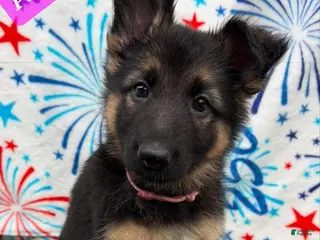 German Shepherd dogs Pinky - Ad 33
