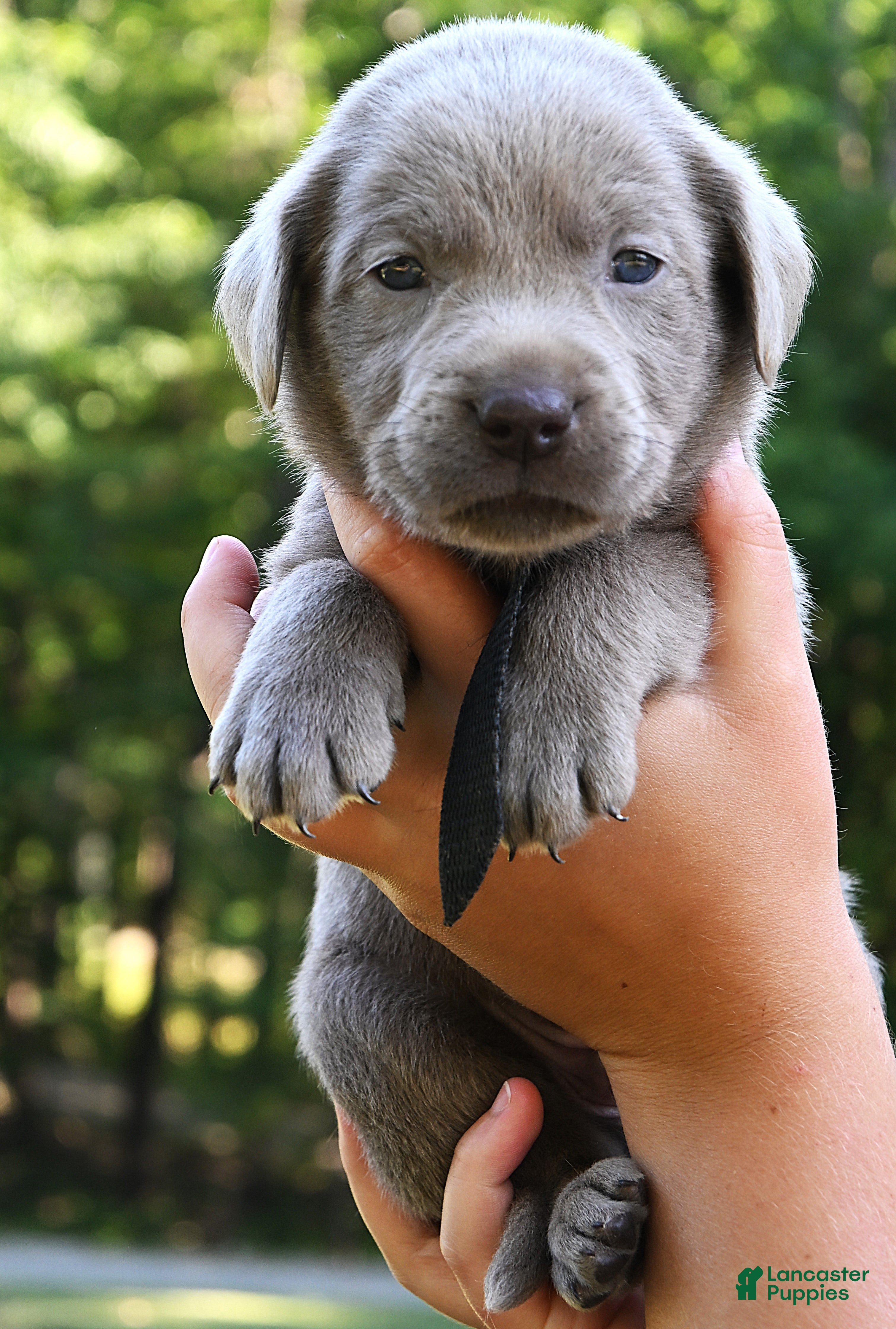 Labrador Retriever dogs Black Collar (Silver) - Ad 1