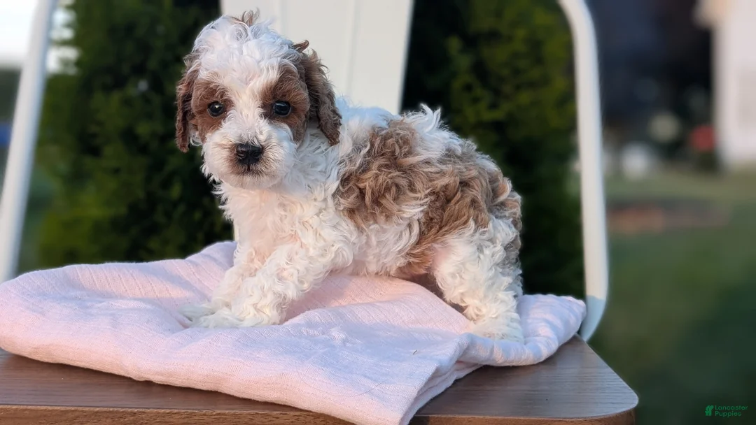 Miniature Poodle dogs for sale: Hunter - Ad 2