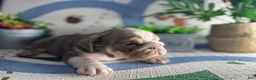 English Bulldog dogs for sale: Paris - Ad 5