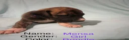 Great Dane dogs for sale: Mensa - Ad 3